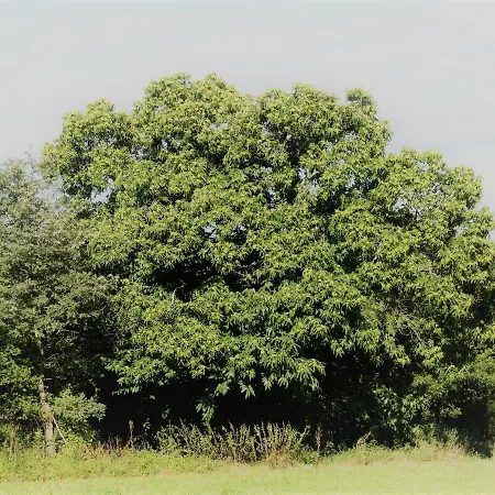 Jolie Longere Pres Canal Nantes-brest ' Petanque Guenrouet